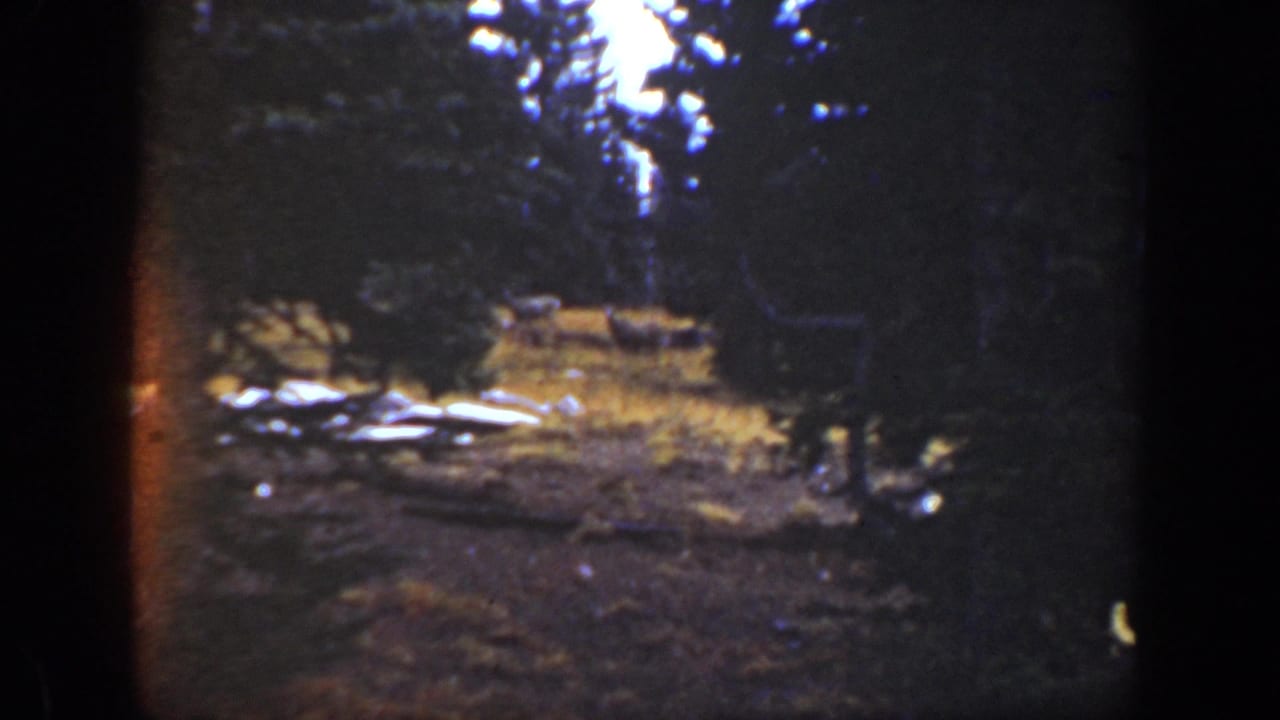 1938 California 8mm frame showing a shadowed evergreen forest clearing with scattered snow melt and no people visible.