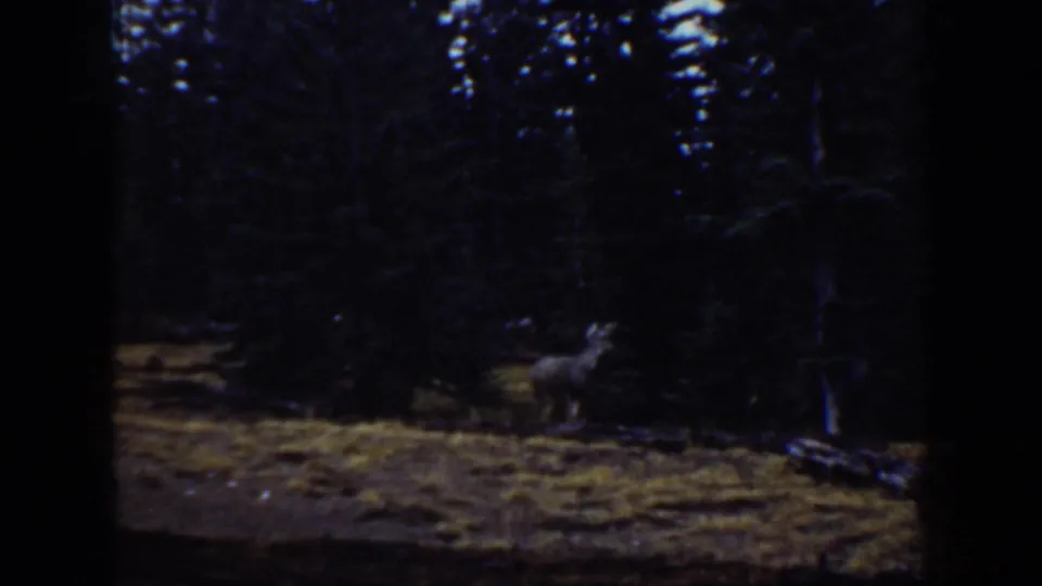 1938 California home-movie frame showing a deer standing alert in a dark evergreen clearing with snow melt nearby.