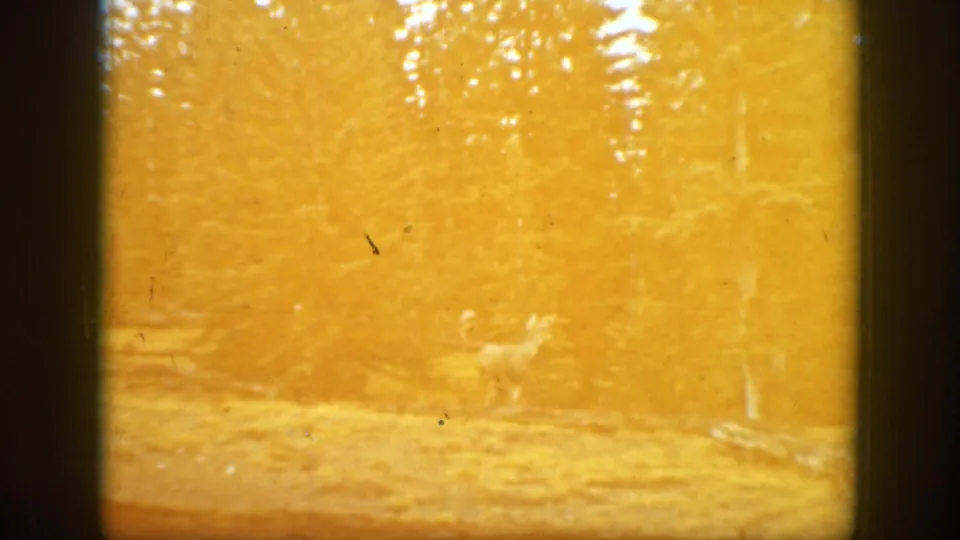 Orange-washed 8mm frame from 1938 California with a faint deer shape in a wooded clearing and tall trees behind it.