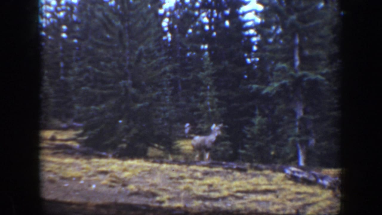 1938 California 8mm frame showing a deer at the edge of dense evergreen trees, with dry ground and film borders visible.