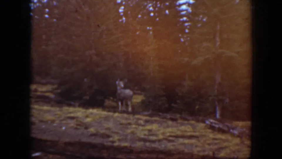1938 California 8mm frame with a deer near trees, shifted warm by exposure and film color variation.