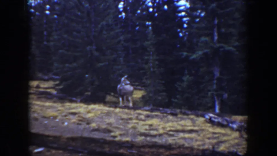 1938 California 8mm frame showing the deer centered against dense evergreen trees, with dry grass and gate edges visible.