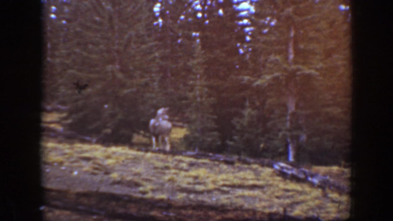 A deer stands on a grassy slope in front of dense evergreen trees.