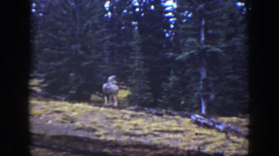 1938 California home-movie frame with a deer facing forward on a grassy patch before dense conifers.