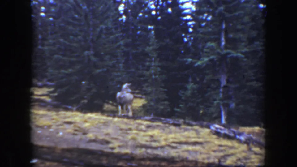 Soft 8mm frame from 1938 California showing a deer on a grassy slope below tall forest trees.
