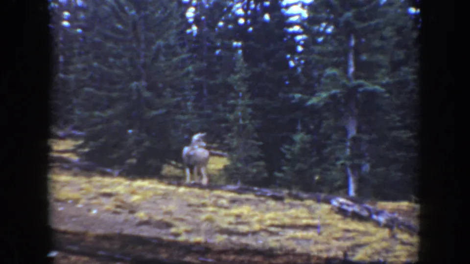 Final 1938 California 8mm still showing the deer standing quietly before a dense evergreen wooded area.