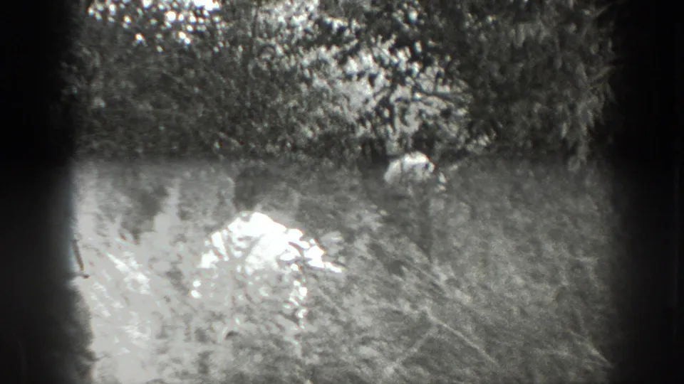 A man in a light shirt is partly obscured by bright foliage in 1939 California woodland footage.