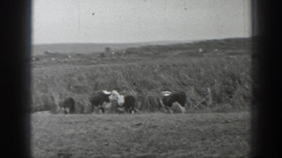 Black-and-white cattle graze in a wide rural Montana field, with distant land visible beyond them.