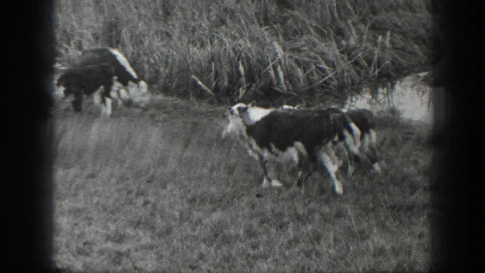 Two black-and-white cattle stand and graze near taller grass in the Montana rural scene.
