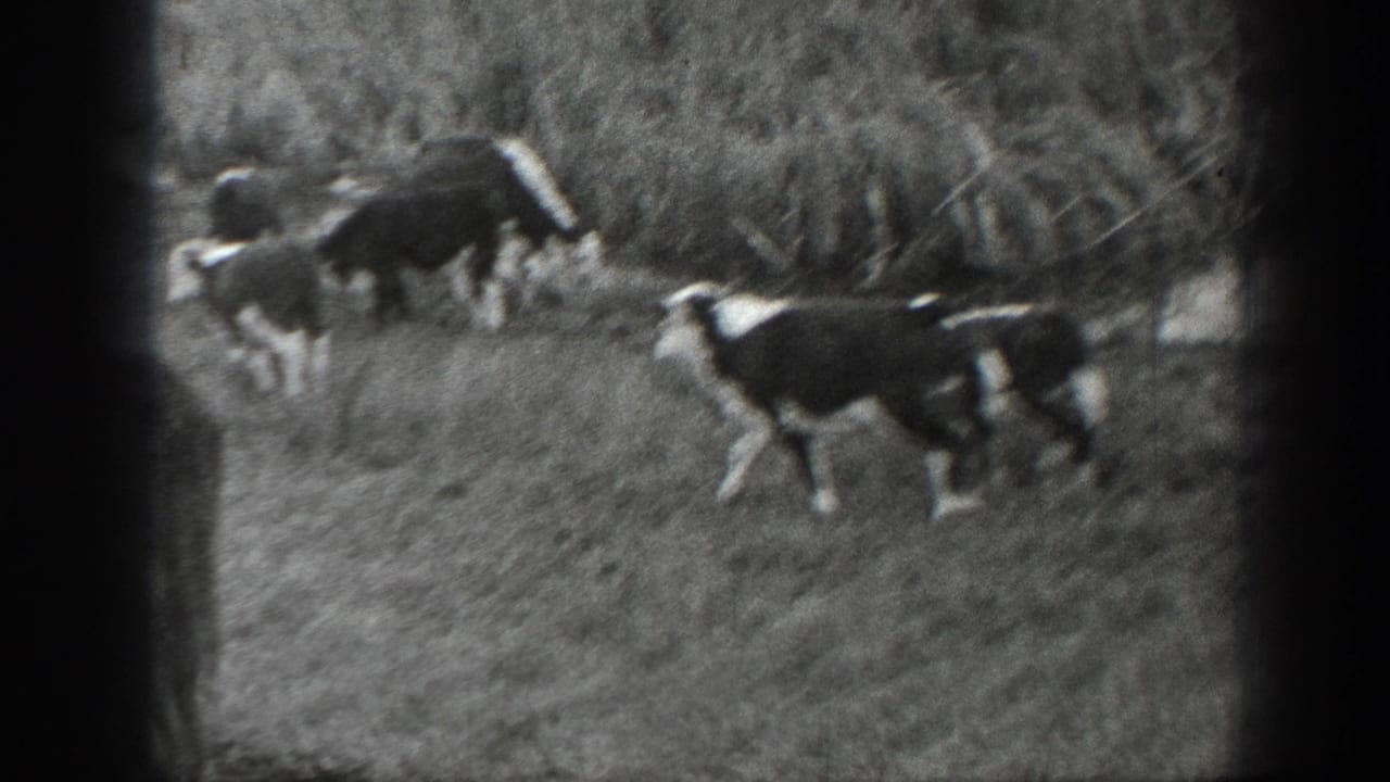 Black-and-white 1939 Montana 8mm frame showing a small group of cows grazing in open pasture beside tall brush.