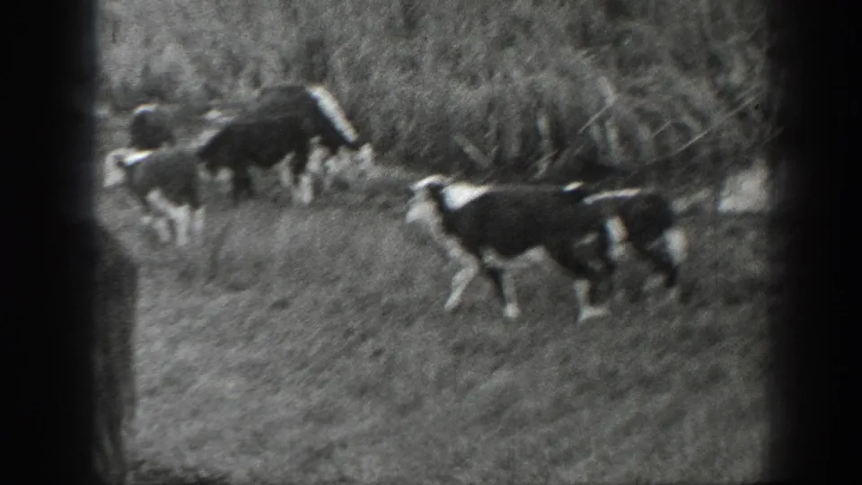 Black-and-white 1939 Montana 8mm frame showing a small group of cows grazing in open pasture beside tall brush.
