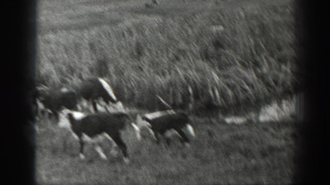 Black-and-white 8mm frame from rural Montana showing cattle crossing a grassy field with dense brush in the background.