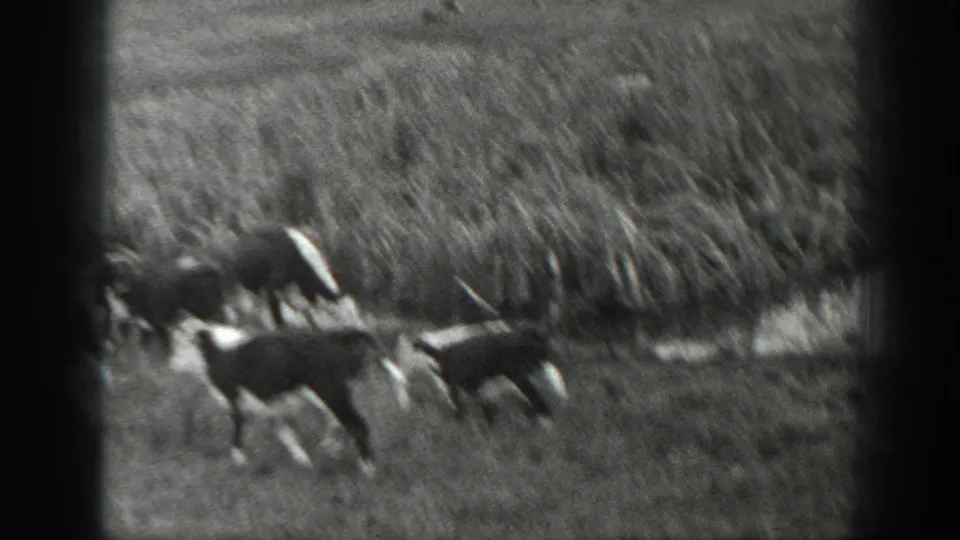 Black-and-white 8mm frame from rural Montana showing cattle crossing a grassy field with dense brush in the background.
