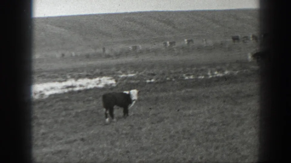 A lone cow stands in a wide rural Montana pasture, with low hills and a small water reservoir visible beyond.