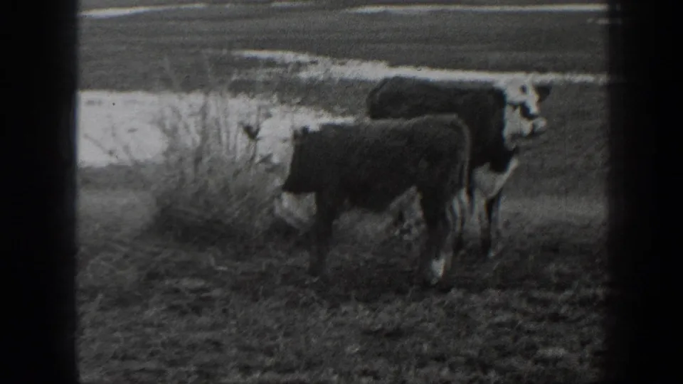 Black-and-white 1939 Montana frame showing cows beside brush and muddy ground near a small rural water reservoir.