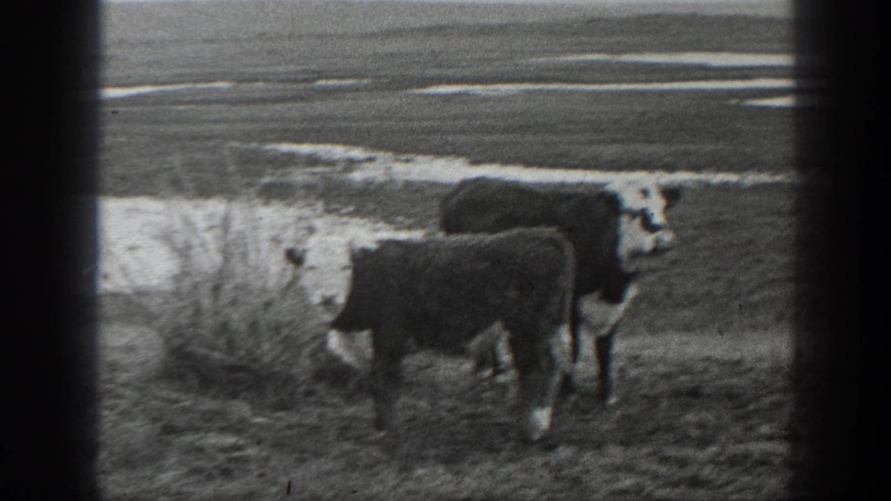 1939 Montana 8mm frame showing a dark calf and a white-faced cow in an open rural pasture.