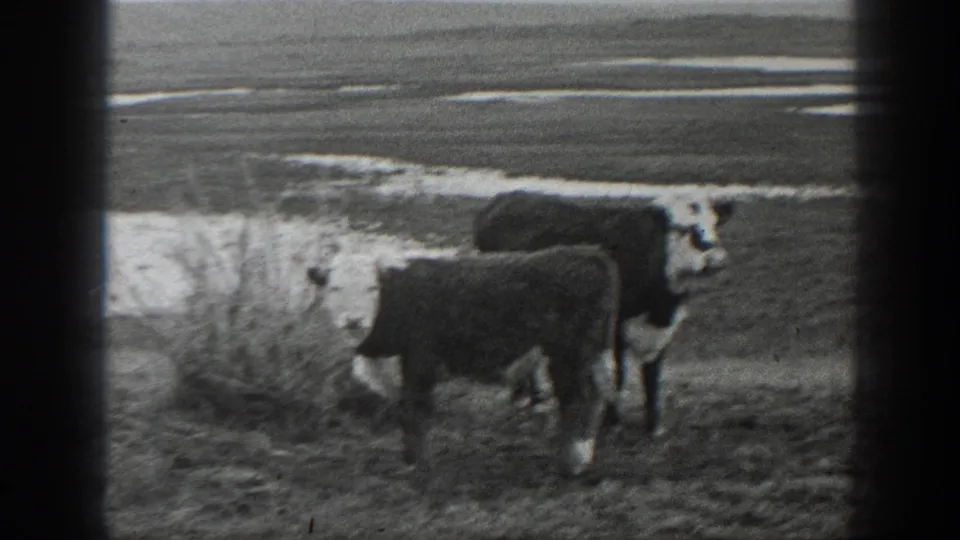 1939 Montana 8mm frame showing a dark calf and a white-faced cow in an open rural pasture.