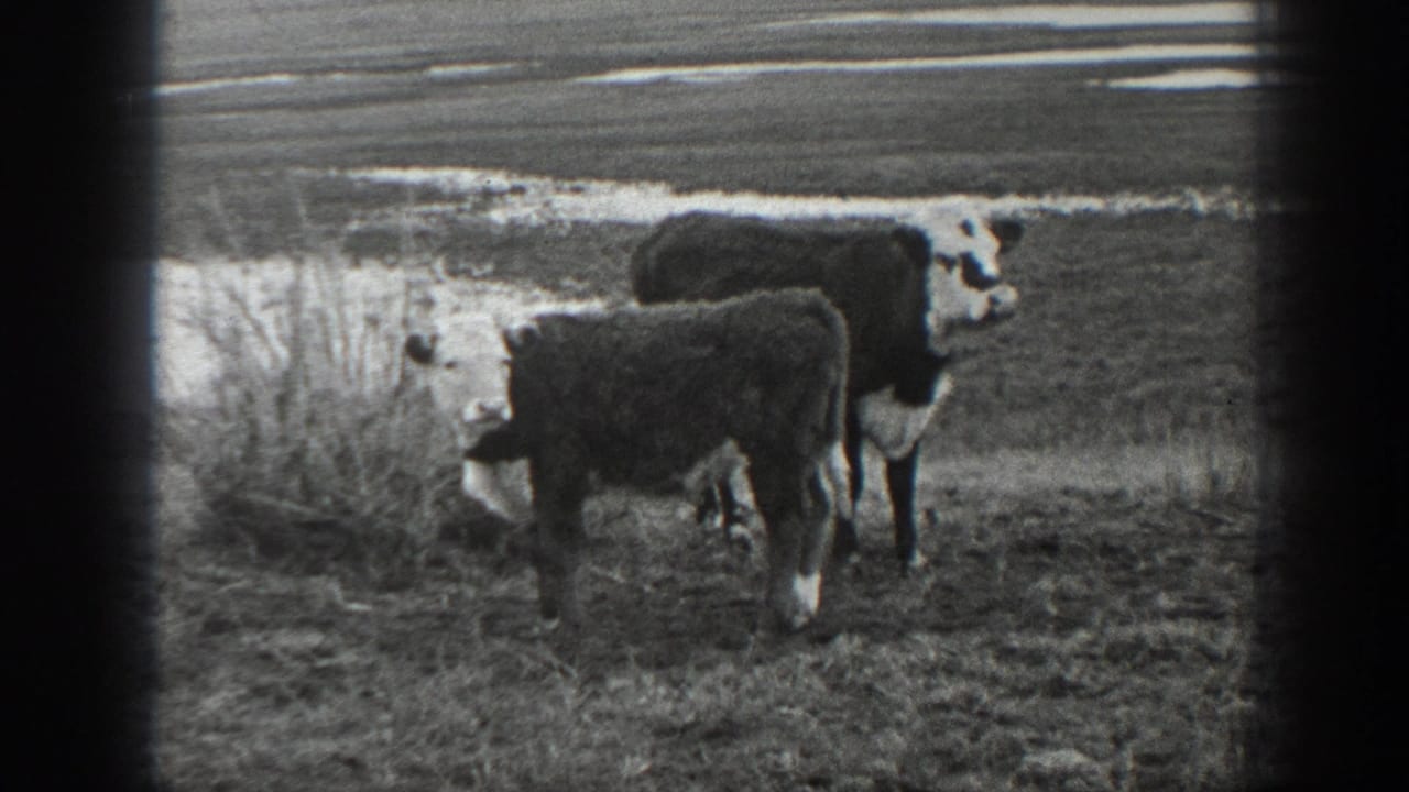 Black-and-white 1939 Montana home-movie frame of two cattle paused in a rural field with pale ground patches behind them.