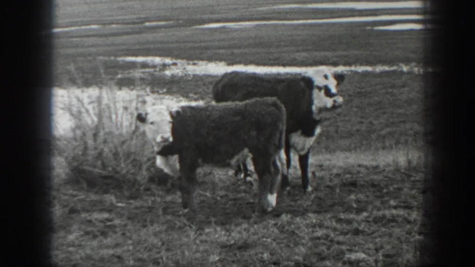Black-and-white 1939 Montana home-movie frame of two cattle paused in a rural field with pale ground patches behind them.