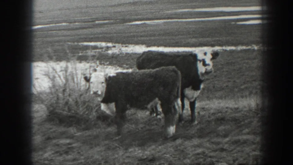 1939 Montana 8mm still showing two cattle in a rural pasture, with brush and light snow or frost patches in the background.