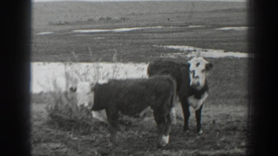 1939 Montana black-and-white frame with a dark calf in profile and an adult white-faced cow facing the home-movie camera.