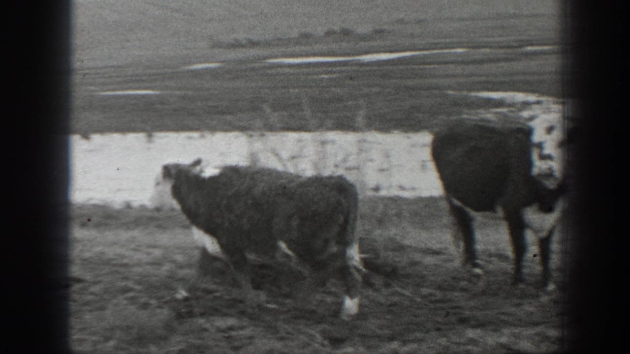Black-and-white 1939 Montana 8mm frame showing two cows near shallow water in an open rural landscape.