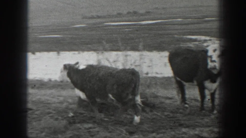 Black-and-white 1939 Montana 8mm frame showing two cows near shallow water in an open rural landscape.