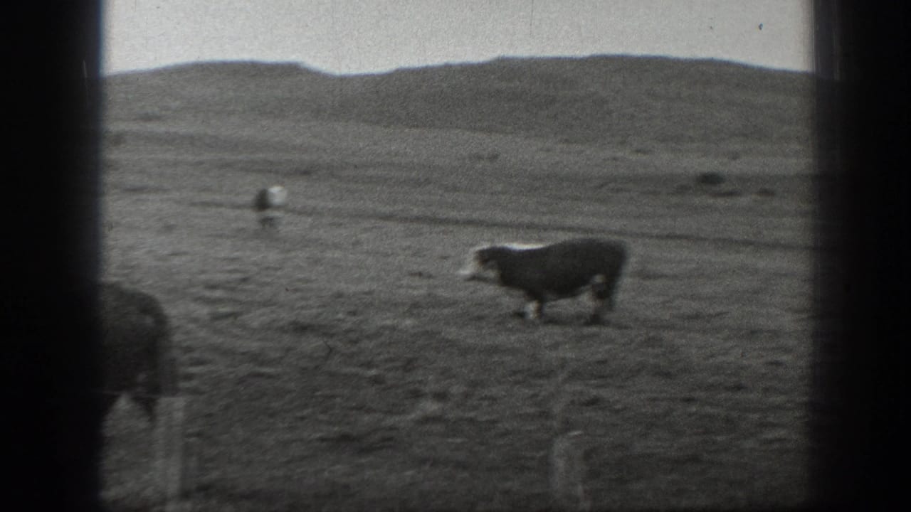 1939 Montana 8mm frame showing a black-and-white cow crossing open pasture below low hills, with distant cattle behind it.