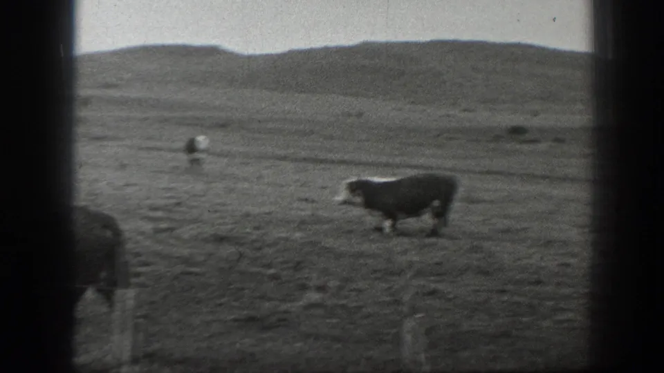 1939 Montana 8mm frame showing a black-and-white cow crossing open pasture below low hills, with distant cattle behind it.