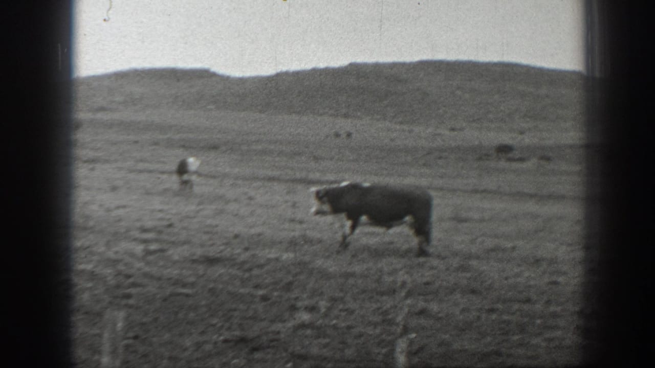 1939 Montana pasture view with a black-and-white cow in the foreground and scattered cattle near low hills under cloudy light.
