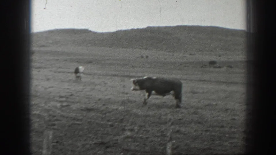 1939 Montana pasture view with a black-and-white cow in the foreground and scattered cattle near low hills under cloudy light.