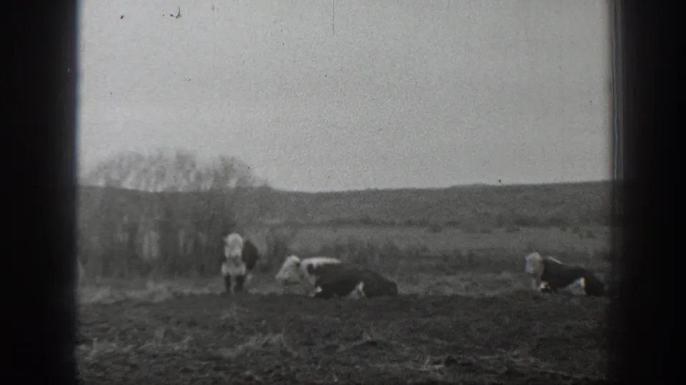 1939 Montana 8mm frame showing cattle grazing and resting in a pasture, with bare trees and low hills in the background.