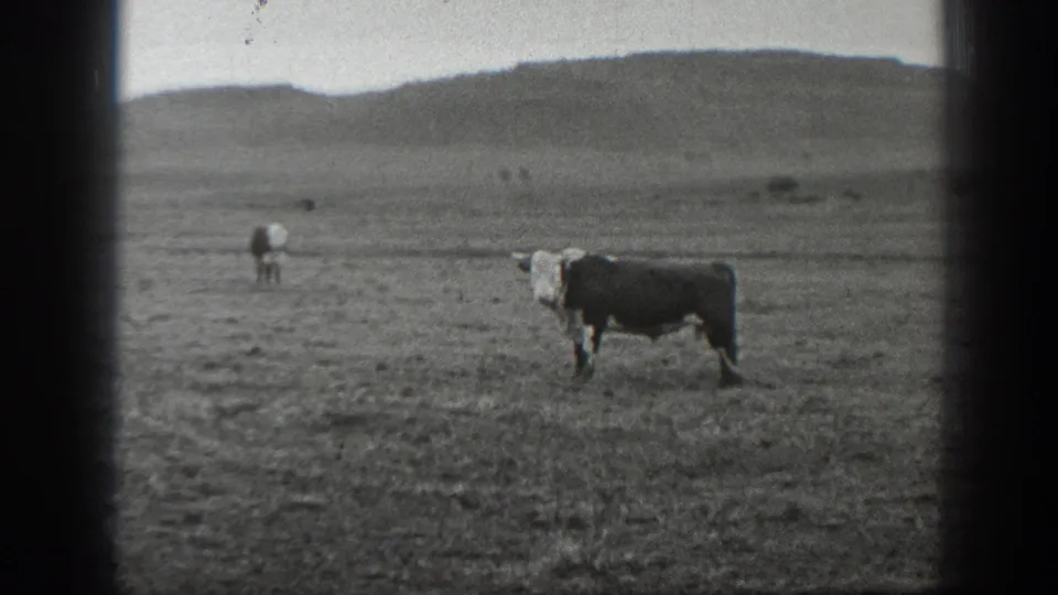 1939 Montana 8mm view of a black-and-white cow in open pasture, with distant livestock and rolling hills under overcast sky.