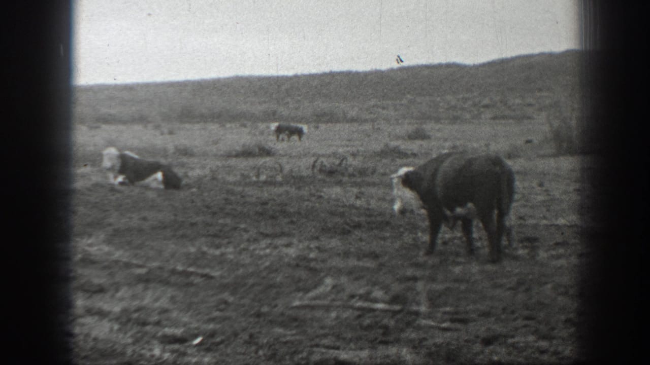 Cow standing in an open field with distant hills and another cow nearby.