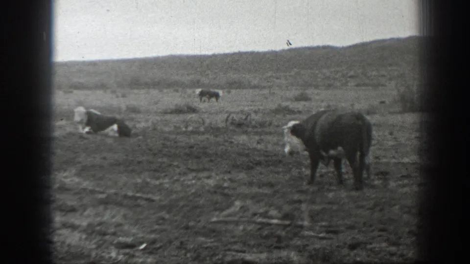 1939 Montana 8mm frame showing a cow in dry open grassland with low hills and other cattle in the distance.
