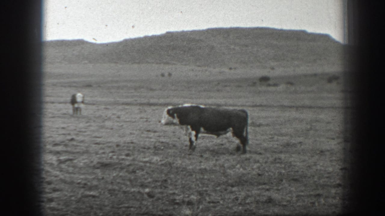 1939 Montana home-movie frame of a black-and-white cow crossing dry grassland beneath a pale sky.