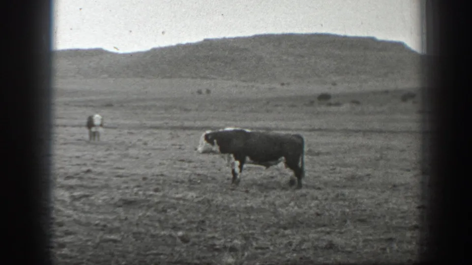 1939 Montana home-movie frame of a black-and-white cow crossing dry grassland beneath a pale sky.