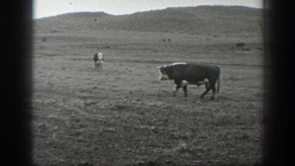 1939 Montana 8mm still with a cow moving through open pasture and faint cattle visible farther back.