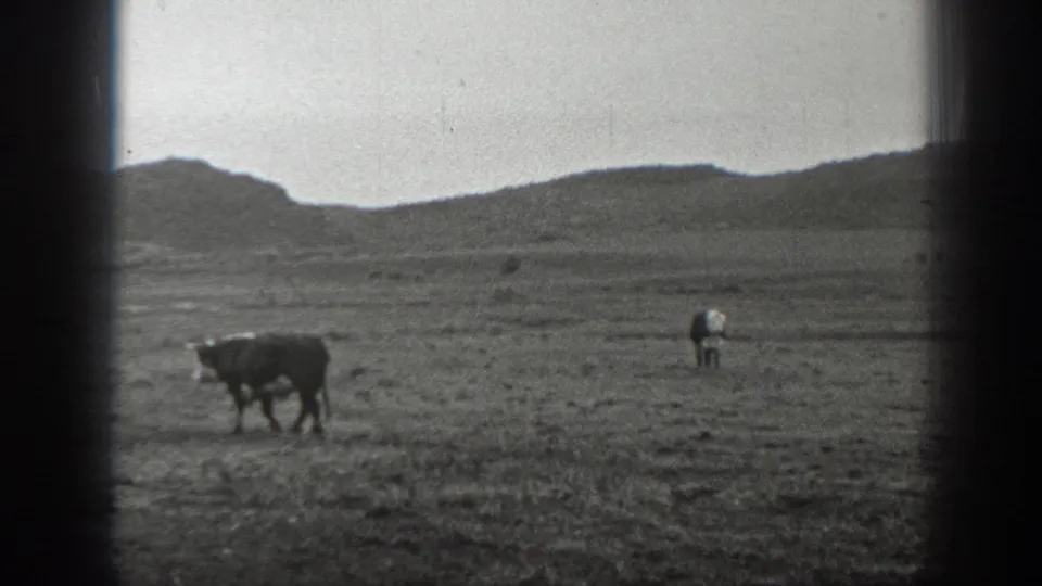 Wide 1939 Montana frame showing a cow in open grassland, a distant animal, and low hills under a washed sky.