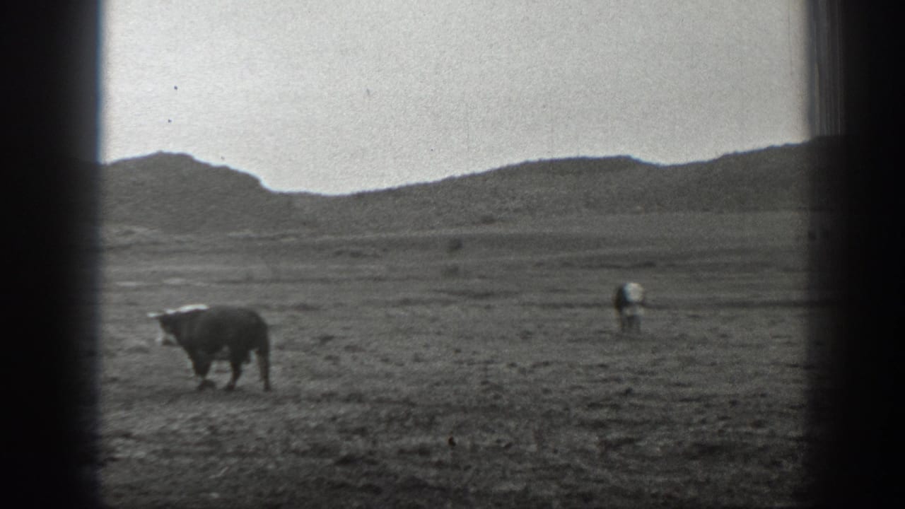 Cattle grazing in an open field with low hills in the distance.
