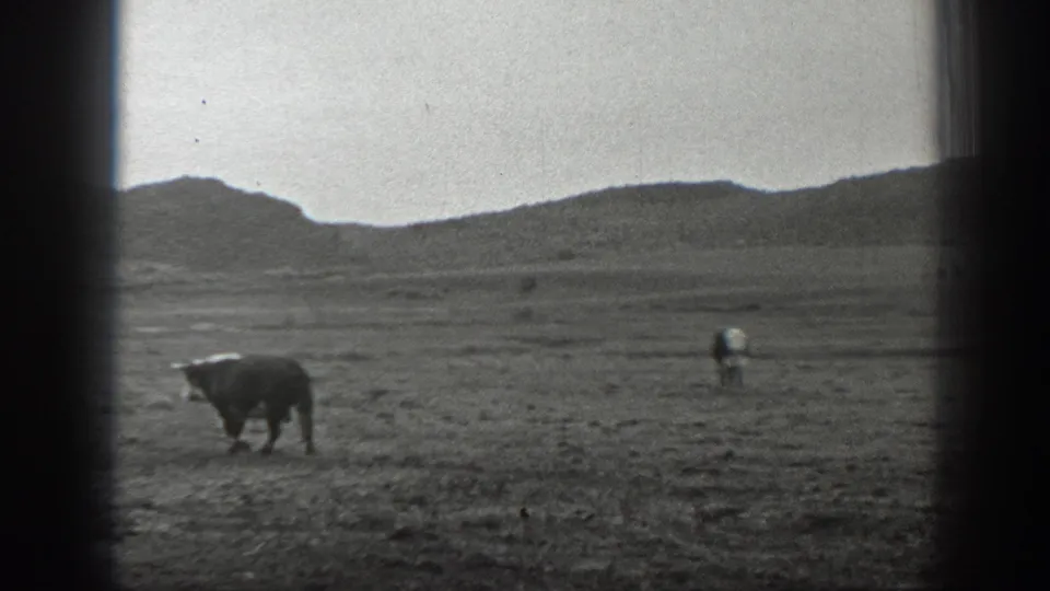 Black-and-white 1939 Montana 8mm frame showing cattle spread across open ranch land with rolling hills beyond.