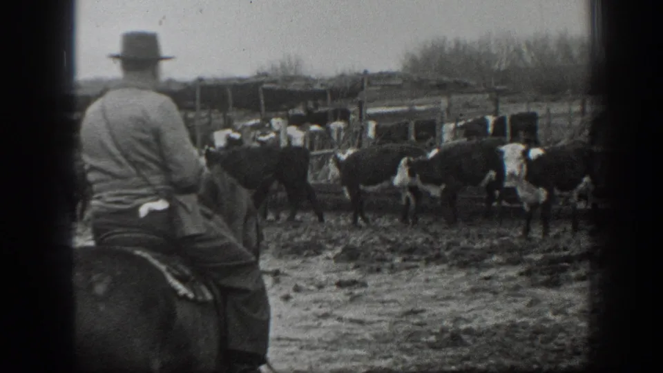 Mounted ranch worker seen from behind near cattle, wooden fences, and muddy corrals in 1939 Montana footage.
