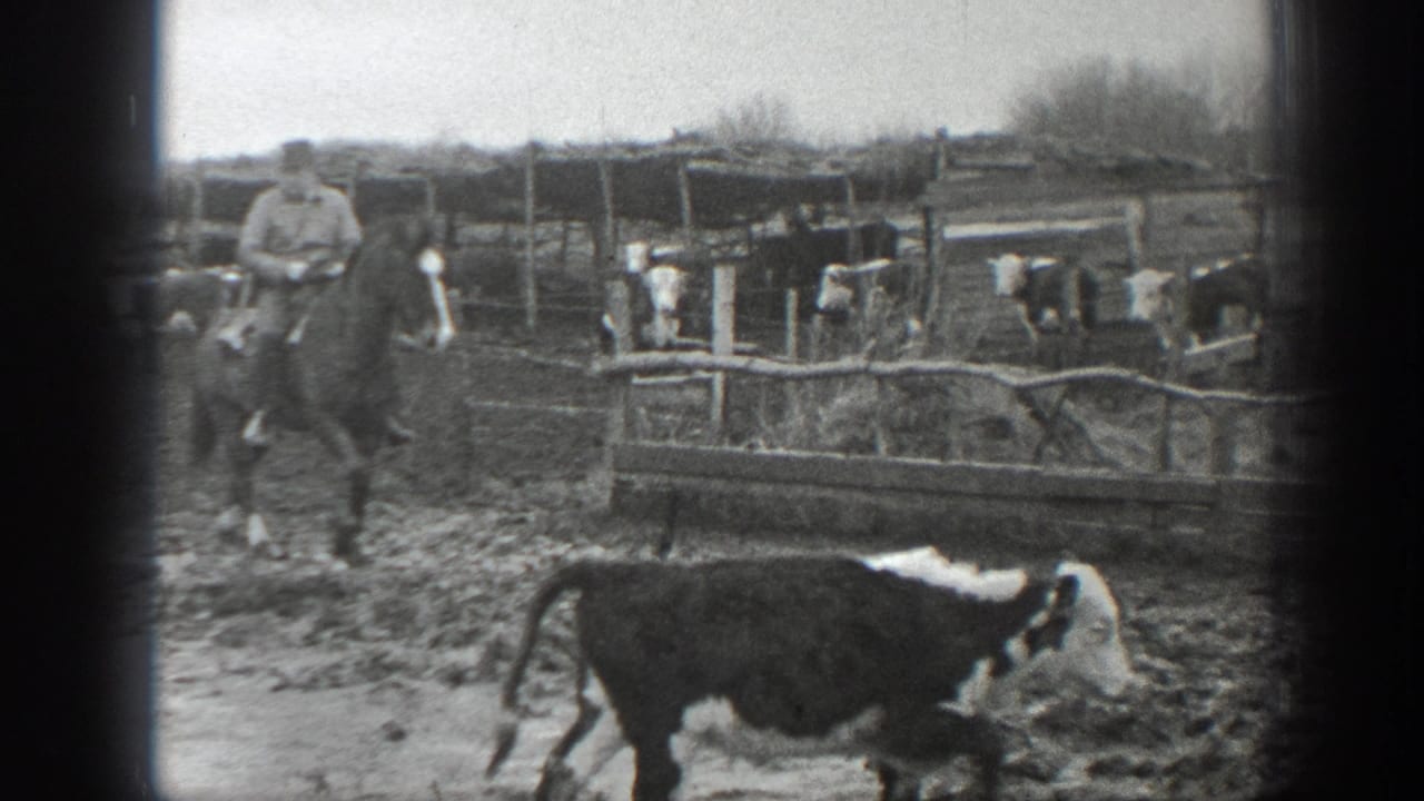 A calf crosses a muddy yard with a rider and fenced cattle pens behind it.