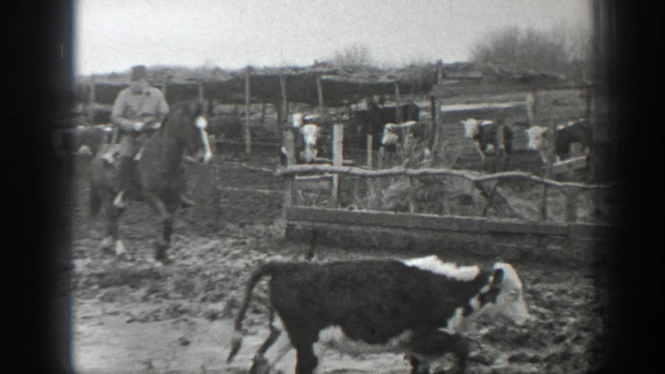 Black-and-white 8mm frame from Montana showing a calf in the foreground, a man on horseback, wooden pens, and cattle behind.