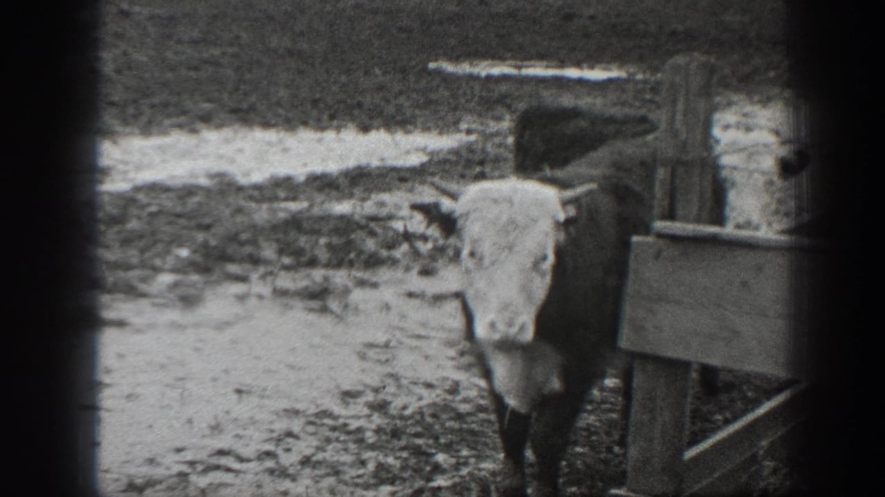 1939 Montana 8mm frame of a white-faced cow standing near wooden fencing in a muddy ranch field.