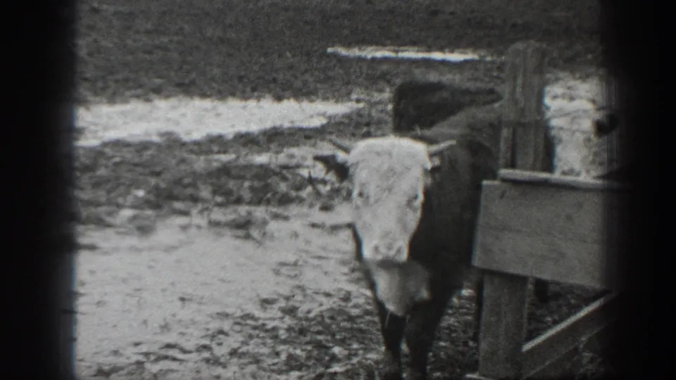 1939 Montana 8mm frame of a white-faced cow standing near wooden fencing in a muddy ranch field.