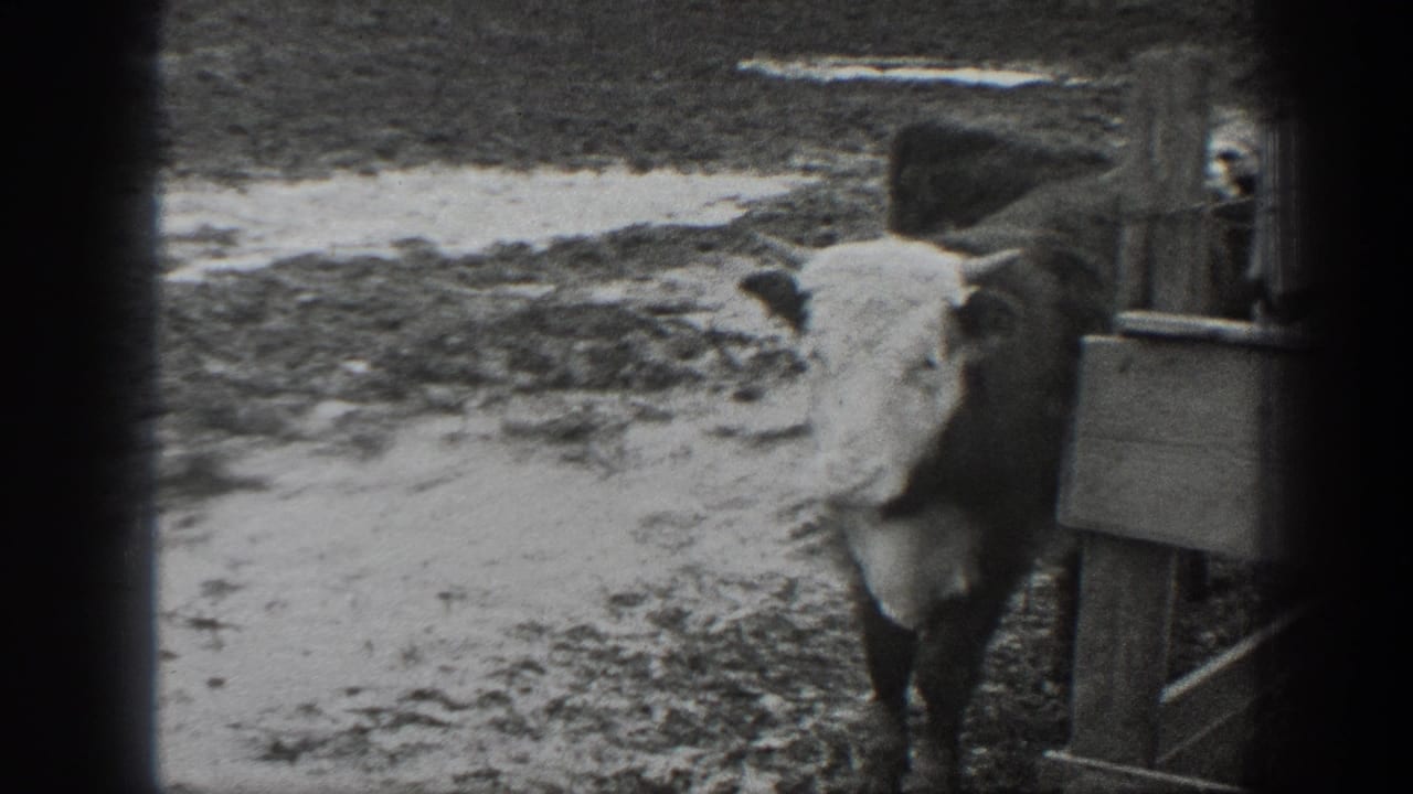 White-faced cow beside fencing with muddy ground behind it.