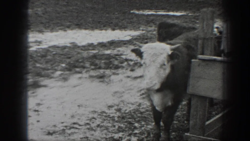 A white-faced cow stands partly turned beside ranch fencing in 1939 Montana home-movie footage.