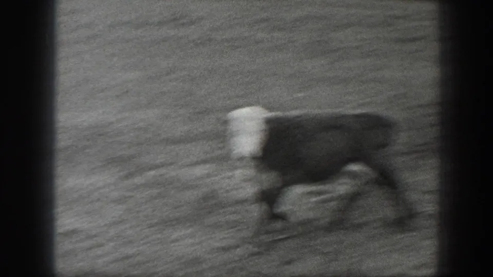 Blurred 8mm frame of a cow moving across open Montana pasture in the 1939 ranch footage.