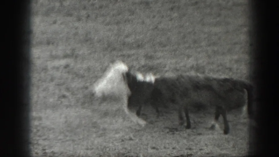 Two cattle stand in a grassy Montana field, including a white-faced animal, in 1939 8mm ranch footage.